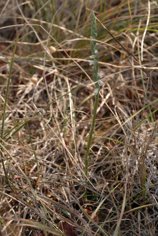 Occhio alle Spiranthes...